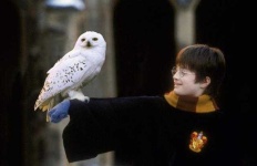image of owl