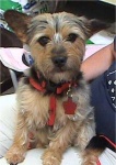 image of australian_terrier #4