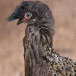 image of bird