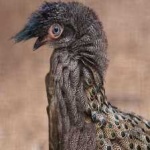 image of bornean_pheasant #26