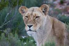 image of lion