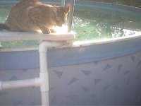 image of animal