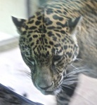 image of animal