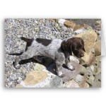 image of german_short_haired_pointer