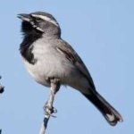 image of black_throated_sparrow #17