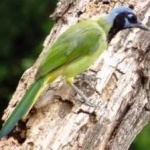 image of bird