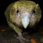 image of bird