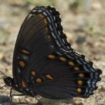 image of animal