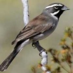 image of bird