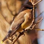 image of bird