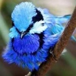 image of bird