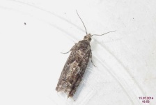 image of animal