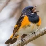 image of bird