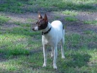image of toy_terrier