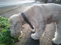 image of cocker_spaniel