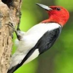 image of bird