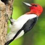 image of red_headed_woodpecker #20