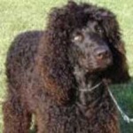 image of irish_spaniel #23