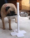 image of bull_mastiff