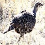 image of bird