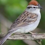 image of bird