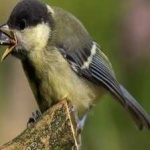 image of bird