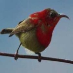 image of bird