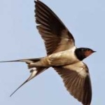 image of bird