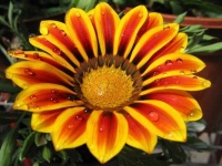 image of flower
