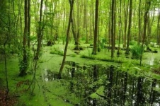 image of wetland