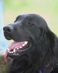 image of flat_coated_retriever