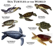 image of animal