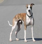 image of whippet #24