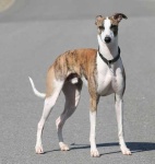 image of whippet