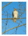 image of hawk