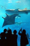 image of electric_ray