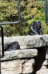 image of chimpanzee