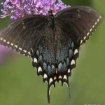image of animal