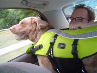 image of chesapeake_bay_retriever