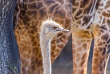 image of animal