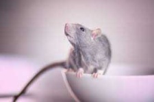 image of animal