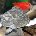 image of bird