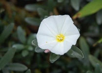 image of flower