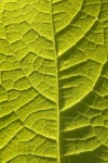 image of texture