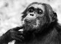 image of chimpanzee