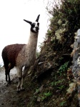 image of animal