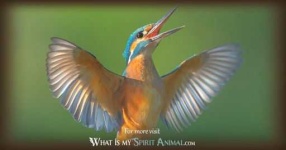 image of kingfisher