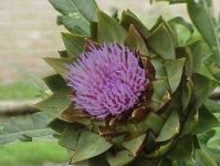 image of flower