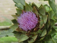 image of artichoke_flower #33