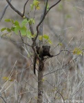 image of mongoose